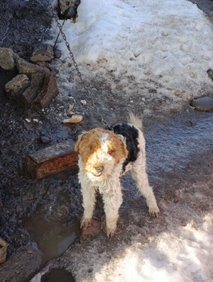 vand mascul foxterier - imagine 2