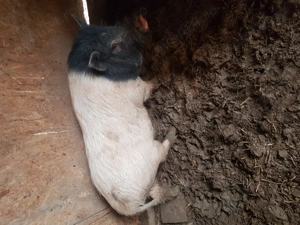 Vand porci vietnamezi  - imagine 3