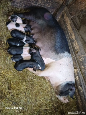 Scrofă fătată  - imagine 2