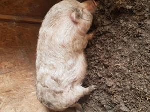 Vand porci vietnamezi  - imagine 4