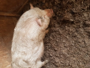 Vand porci vietnamezi  - imagine 5