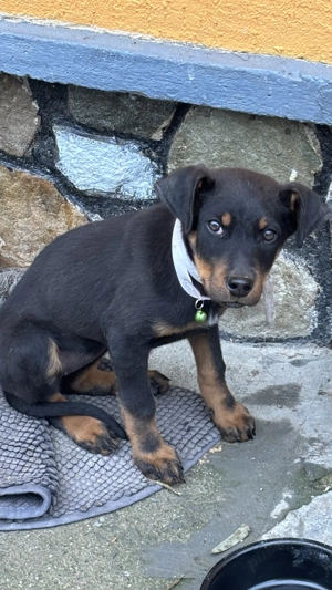 Cățelușă copoi ardelenesc de vânzare  - imagine 2