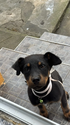 Cățelușă copoi ardelenesc de vânzare 