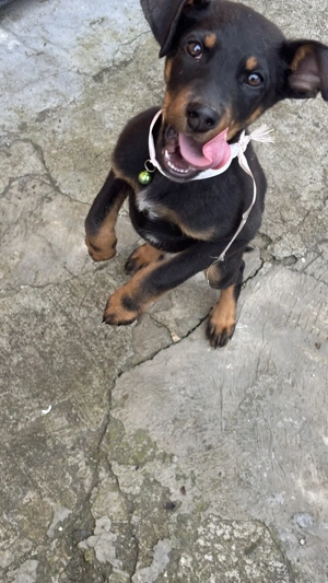 Cățelușă copoi ardelenesc de vânzare  - imagine 4