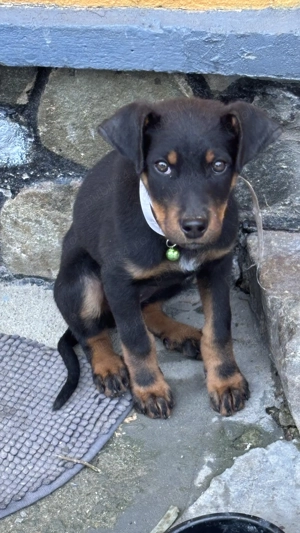 Cățelușă copoi ardelenesc de vânzare  - imagine 3