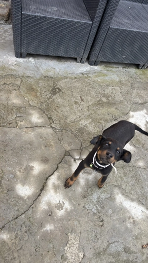 Cățelușă copoi ardelenesc de vânzare  - imagine 5