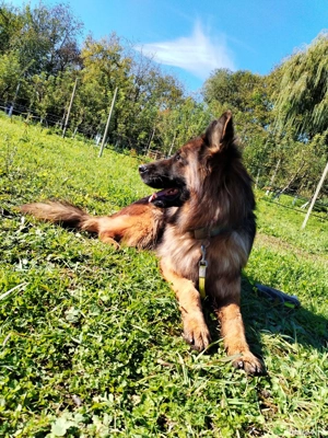 Ciobanesc German  - imagine 3