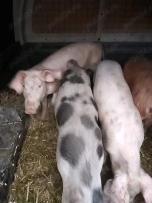Vând purcei 4 luni  - imagine 3