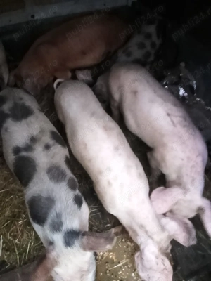 Vând purcei 4 luni  - imagine 2