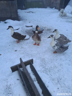 vand rate  - imagine 4