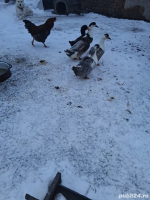 vand rate  - imagine 2