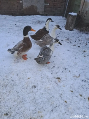 vand rate  - imagine 3