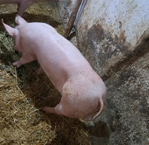 Porc de vanzare  - imagine 4