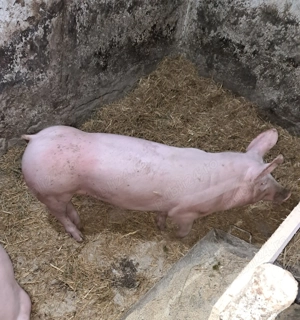 Porc de vanzare 