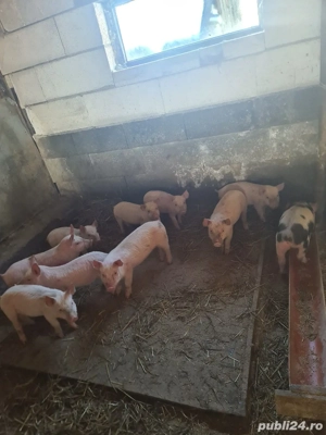 disponibili purcei  - imagine 3