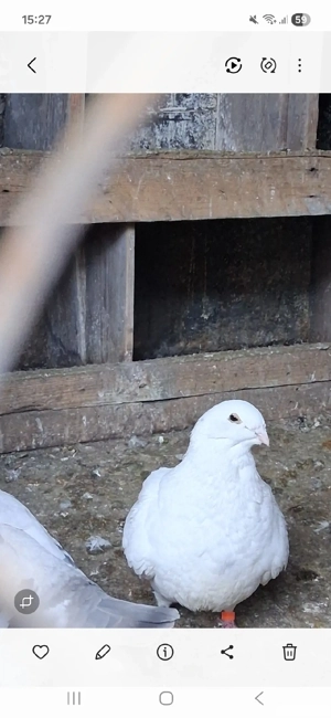 vand porumbei - imagine 2