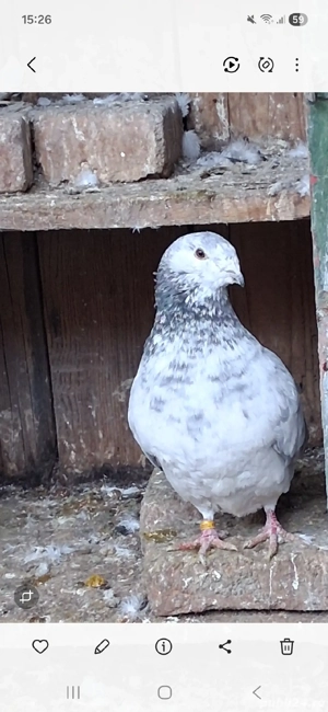 vand porumbei - imagine 4