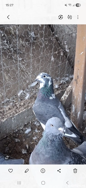 vand porumbei - imagine 5