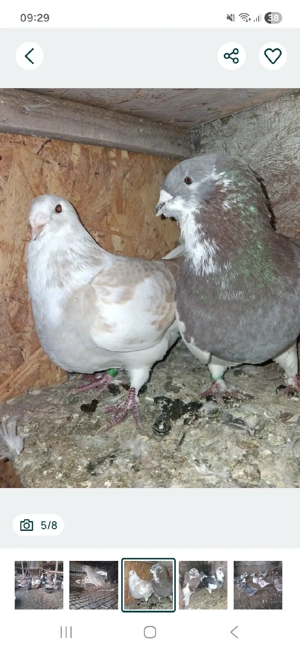 vand porumbei - imagine 3