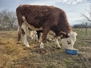 Vand junica baltata romaneasca 