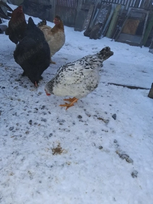 vand gaini - imagine 4