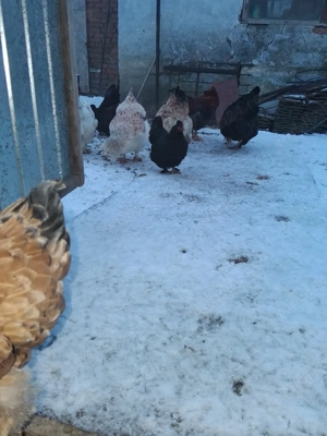 vand gaini - imagine 3