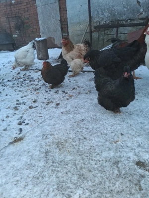 vand gaini - imagine 5