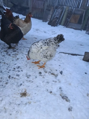 vand gaini - imagine 2