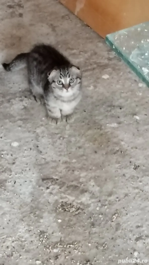 scottis fold - imagine 5