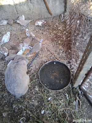 vand cucuruzi - imagine 3