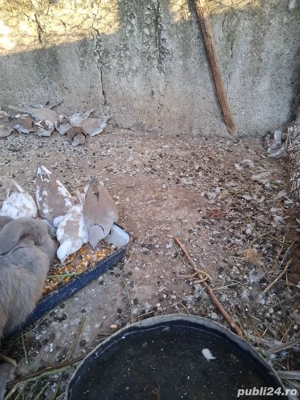 vand cucuruzi - imagine 2