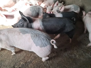 vand suldei purcei 30 kg cu15 lei kg