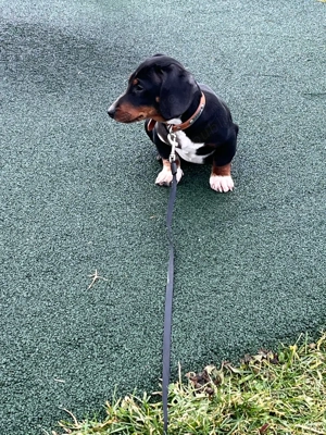 teckel mascul  - imagine 3