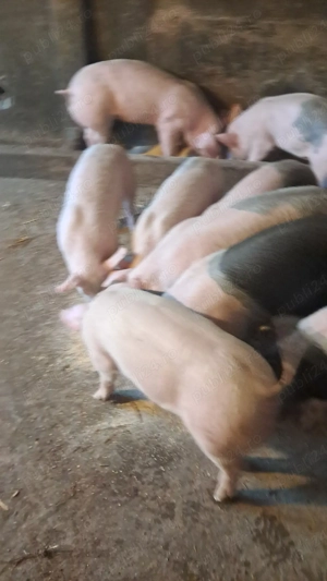 vand suldei purcei 30 kg cu15 lei kg - imagine 2