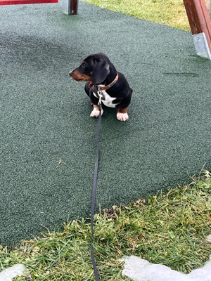 teckel mascul  - imagine 4