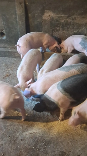 vand suldei purcei 30 kg cu15 lei kg - imagine 3