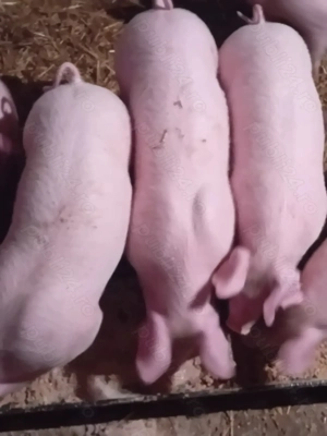 Purcei de 8 săptămâni  - imagine 2