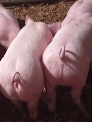 Purcei de 8 săptămâni 