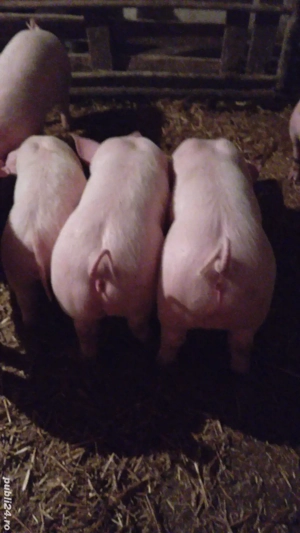Purcei de 8 săptămâni  - imagine 3