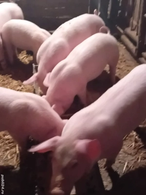 Purcei de 8 săptămâni  - imagine 4