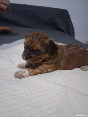 Vând pechinezi, 3 masculi  - imagine 3