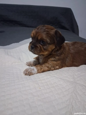 Vând pechinezi, 3 masculi  - imagine 5