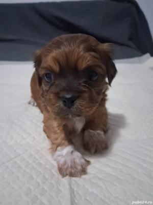 Vând pechinezi, 3 masculi  - imagine 4