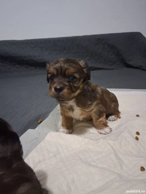 Vând pechinezi, 3 masculi  - imagine 2