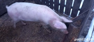 Purcica de vânzare  - imagine 2