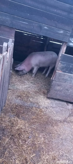 Purcica de vânzare 