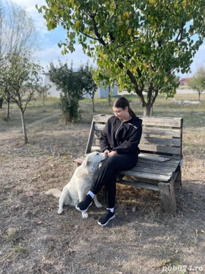 Servicii de pet sitting și cazare temporară pentru câini și pisici     