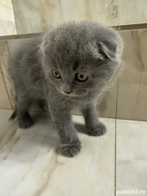 Pui Scottish Fold - imagine 5