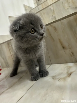 Pui Scottish Fold - imagine 4