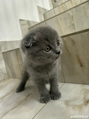 Pui Scottish Fold - imagine 3